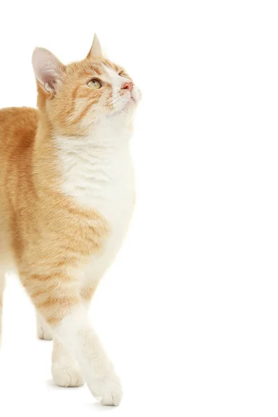 Ginger Cat na białym — Zdjęcie stockowe