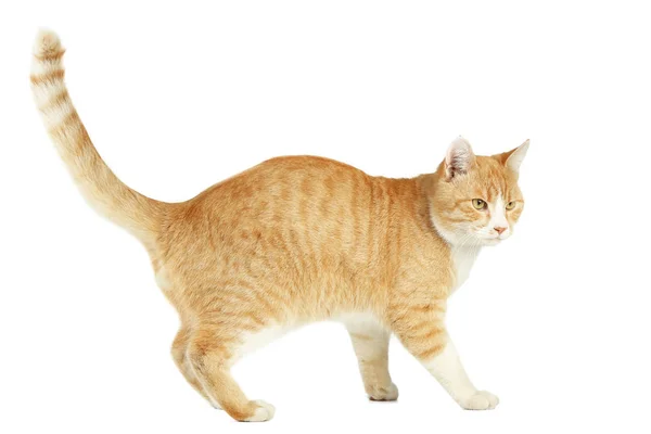 美丽姜猫 — 图库照片