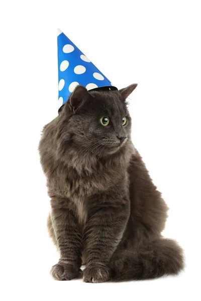 Beautiful grey cat in blue cap — Stock Photo, Image