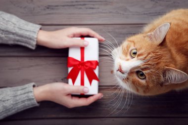 El ile gri arka plan üzerinde hediye kutusu ve zencefil kedi