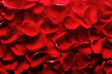 Kırmızı gül yaprakları Üstten Görünüm 