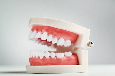 Diş model görünümü gri arka plan üzerinde kapatın