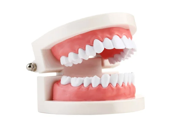 Modelo Dentes Isolado Fundo Branco — Fotografia de Stock