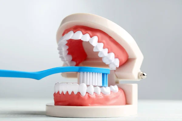 Zähne Modell Mit Zahnbürste Auf Grauem Hintergrund — Stockfoto