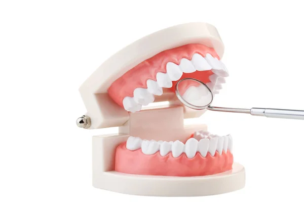 Diş Modeli Diş Aracıyla Beyaz Arka Plan Üzerinde Izole — Stok fotoğraf