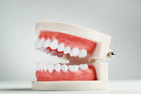 Zamknij Widok Modelu Zębów Szarym Tle — Zdjęcie stockowe