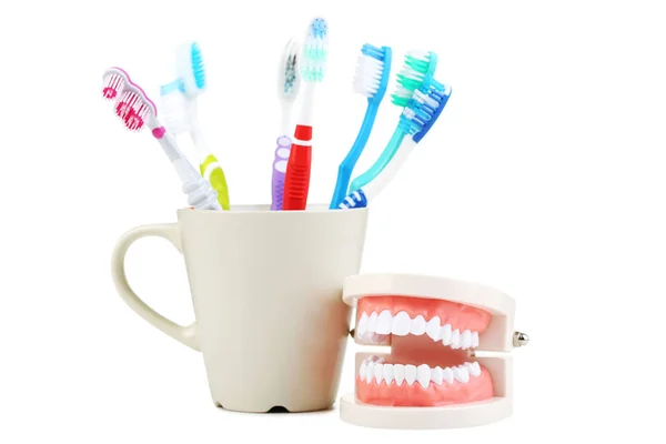 Teeth Model Toothbrushes Cup White Background — Stock Photo, Image