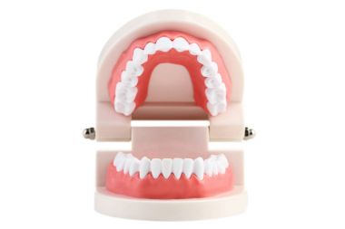 Beyaz arka plan üzerinde izole dişler modeli