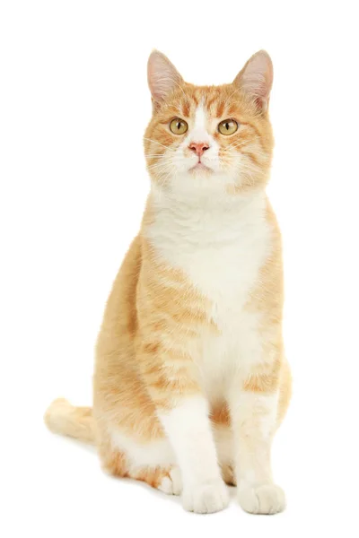 在白色背景上隔离的生姜猫 — 图库照片
