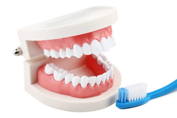 Модель Зубов Зубной Щеткой Белом Фоне — стоковое фото
