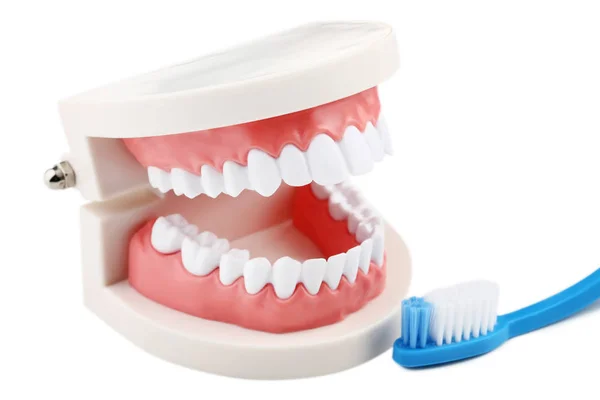 Modello Denti Con Spazzolino Isolato Sfondo Bianco — Foto Stock