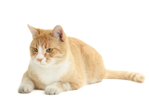 Ginger Cat Isolated White Background — Stock Photo, Image