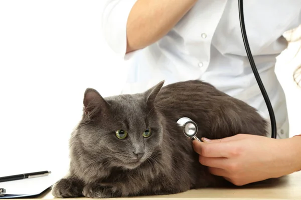 聴診器と灰色の猫を獣医の医者 — ストック写真