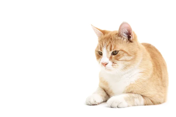 Chat Roux Isolé Sur Fond Blanc — Photo