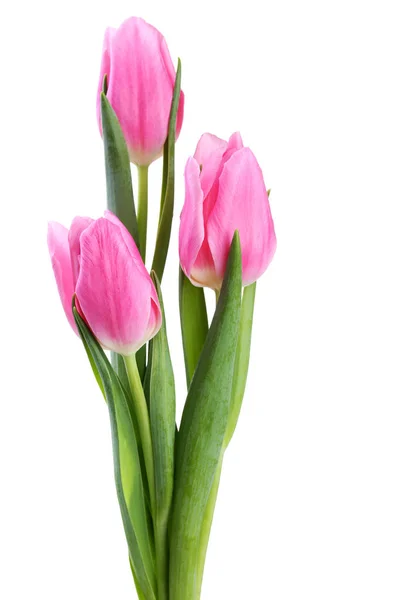 Bukiet Różowe Tulipany Izolowane Białym Tle — Zdjęcie stockowe