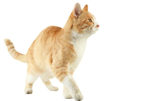 แมวข สวยงามถ กแยกจากพ นหล ขาว — ภาพถ่ายสต็อก