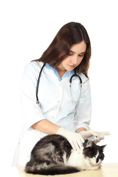 Bir Kedi Için Enjeksiyon Vererek Veteriner — Stok fotoğraf