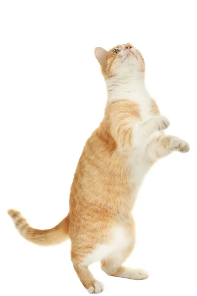 Inkivääri Kissa Eristetty Valkoisella Taustalla — kuvapankkivalokuva