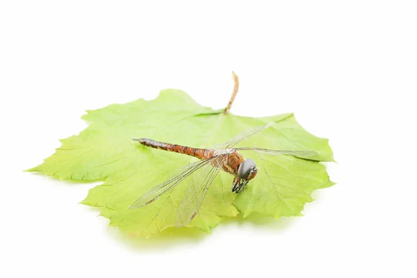 Getrocknete Libelle Mit Grünem Blatt Isoliert Auf Weiß — Stockfoto
