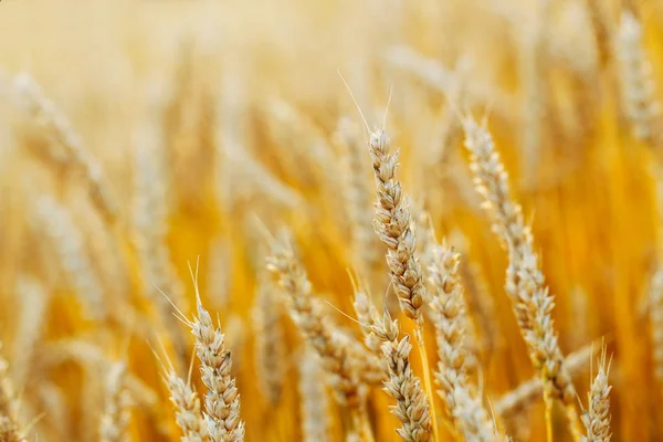 Ripe Golden Wheat Field Outdoors — Stock Photo, Image