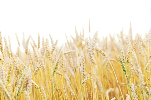 Зрізати Поле Золотої Пшениці Відкритому Повітрі — стокове фото
