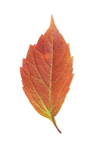 被白色背景隔离的秋天叶子 — 图库照片