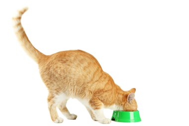 Beyaz arka plan üzerinde kase besleme beslenme zencefil kedi