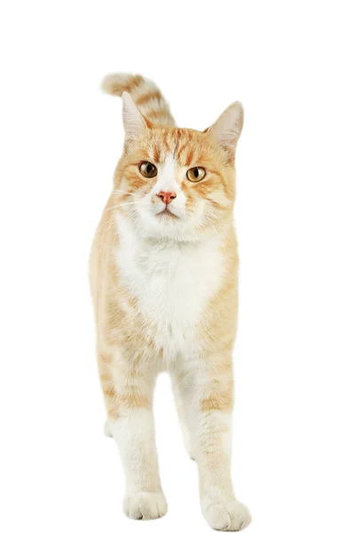 Mooie Gember Kat Geïsoleerd Witte Achtergrond — Stockfoto