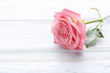 pembe gül çiçeği