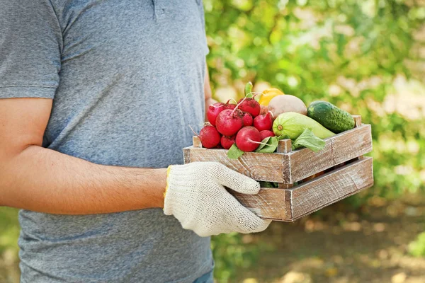 Tangan Pria Memegang Sayuran Segar Peti Kayu — Stok Foto