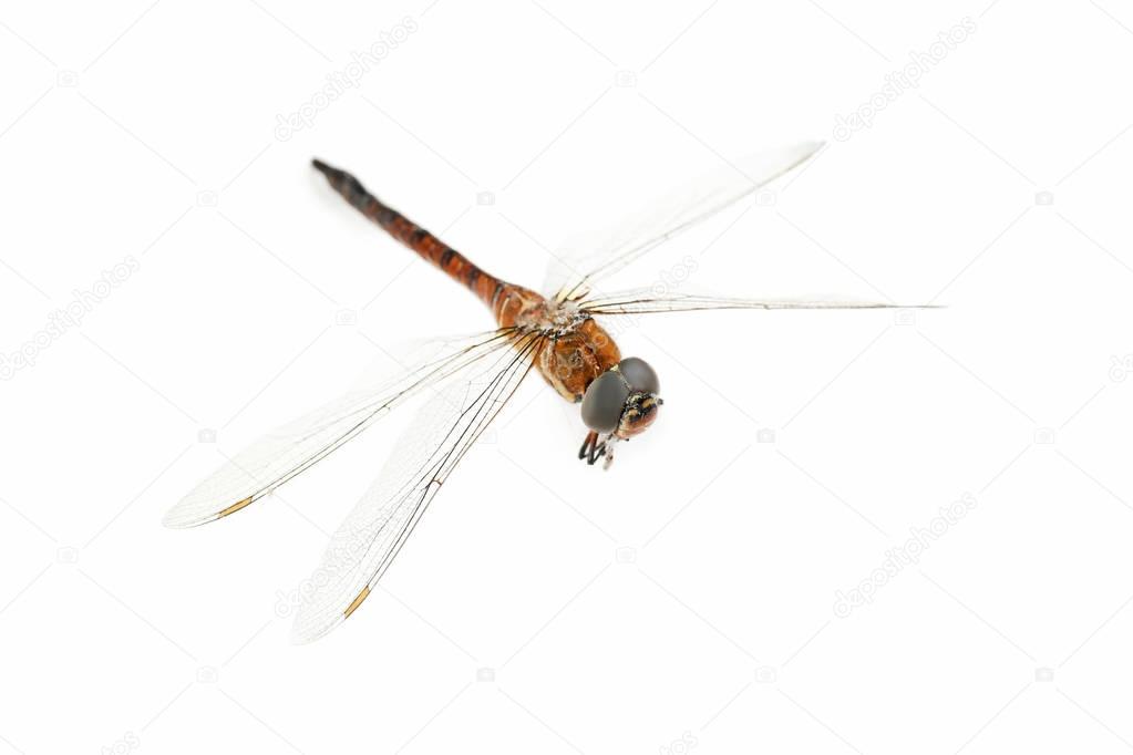 Dried dragonfly isolated on white