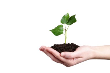 Genç bitki beyaz arka plan üzerinde tutan el