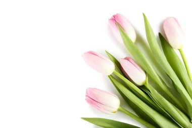 Beyaz arka planda pembe laleler.