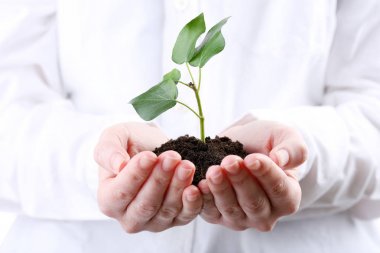 Genç bitki tutan eller