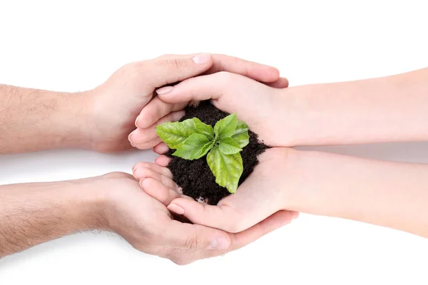 Mãos Segurando Planta Jovem Fundo Branco — Fotografia de Stock