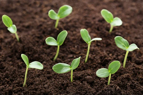 Jóvenes Plantas Verdes Suelo — Foto de Stock