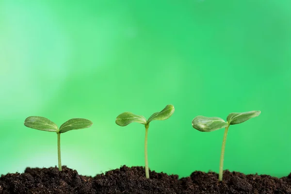 Plantas Jóvenes Suelo Sobre Fondo Verde — Foto de Stock