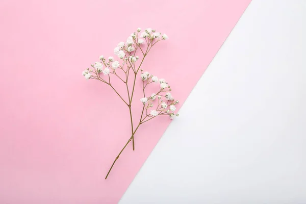 Weiße Zigeunerblumen Auf Buntem Hintergrund — Stockfoto