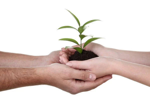 Mãos Segurando Planta Jovem Fundo Branco — Fotografia de Stock