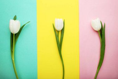 renkli arka plan üzerinde üç beyaz laleler