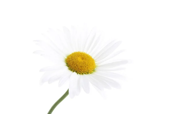 在白色背景上隔离的洋甘菊花 — 图库照片
