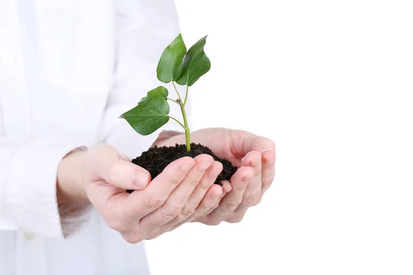 Mãos Femininas Segurando Planta Jovem Fundo Branco — Fotografia de Stock