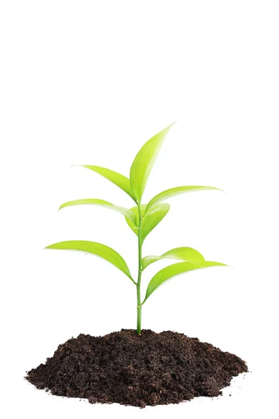 Young Plant Ground White Background Royalty Free Stock Photos
