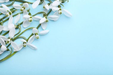 güzel kardelen çiçek 