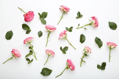 Pembe Gül çiçek yeşil yapraklar beyaz arka plan üzerinde