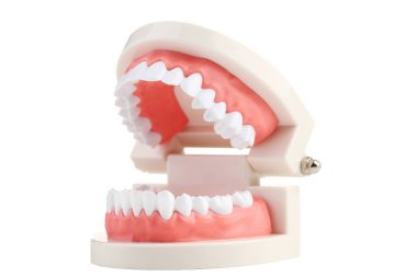 Beyaz arka plan üzerinde izole dişler modeli