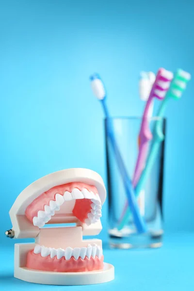 Teeth model with toothbrushes in glass on blue background