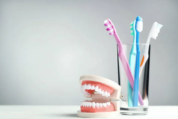 Teeth Model Toothbrushes Glass Grey Background — Stock Photo, Image