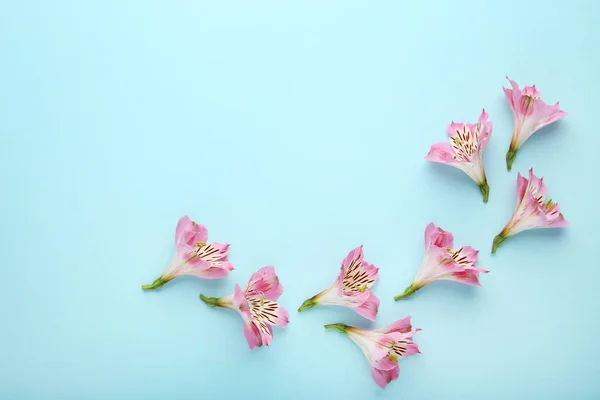 Alstroemeria Flowers Blue Background — Stock Photo, Image