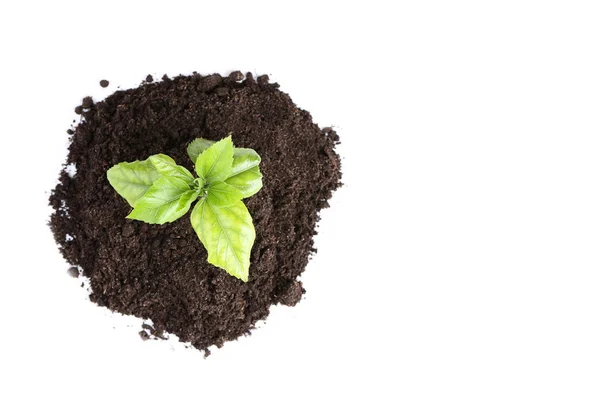 Planta Joven Suelo Sobre Fondo Blanco —  Fotos de Stock